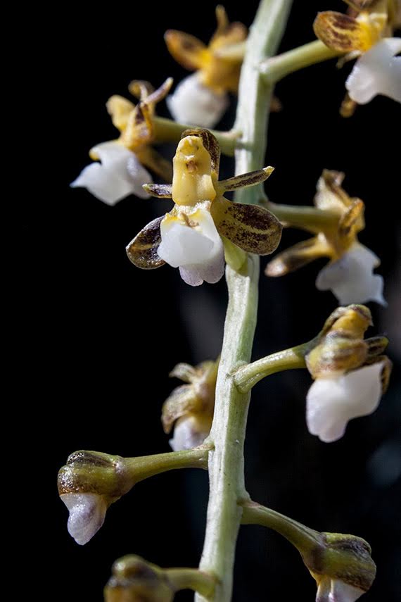 Cleisostoma fueretenbergianum